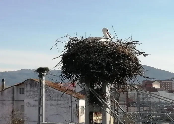 Lemavos Monforte De Lemos